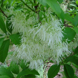 Śniegowiec wirginijski (Chionanthus virg.) śnieżne drzewo c3 zdjęcie 1
