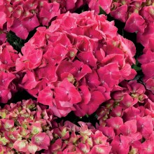 Hortensja ogrodowa (Hydrangea macrophylla) Speedy Red c2 zdjęcie 1