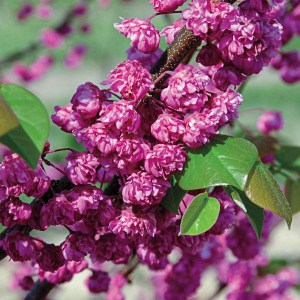 Judaszowiec kanadyjski (Cercis canadensis) Traveller c4 zdjęcie 1
