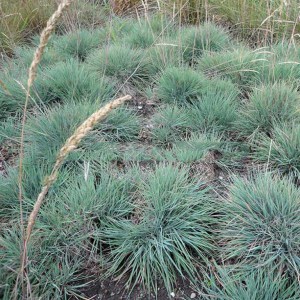 Trawa strzęplica sina (Koeleria glauca) Coolio zdjęcie 1