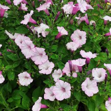 Surfinia Supertunia Vista Silverberry