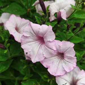 Surfinia Supertunia Vista Silverberry sadzonka