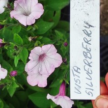 Sadzonka Surfinia Supertunia Vista Silverberry