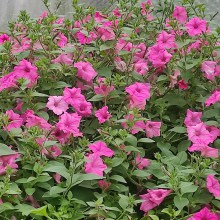 Surfinia Supertunia Vista Bubble Gum sadzonka