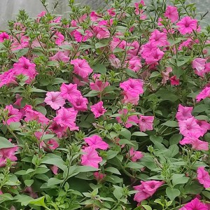 Surfinia Supertunia Vista Bubble Gum sadzonka