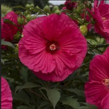 Hibiskus bylinowy (Hibiscus moscheutos) Summer In Paradise zdjęcie 1