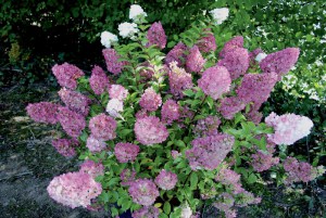 Hortensja bukietowa (Hydrangea) Sundae Fraise na pniu c5 zdjęcie 5