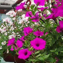Surfinia Supertunia Vista Jazzberry