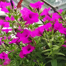 Sadzonka Surfinia Supertunia Vista Jazzberry