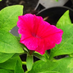 Surfinia Supertunia Vista Paradise - sadzonka