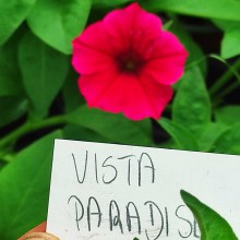 Surfinia Supertunia Vista Paradise