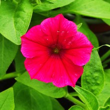 Surfinia Supertunia Vista Paradise sadzonka