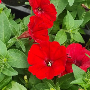 Surfinia Supertunia Vista Strawberry sadzonka - zdjęcie 3