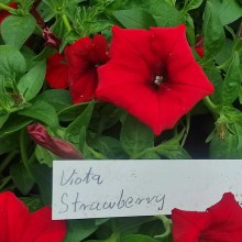 Surfinia Supertunia Vista Strawberry sadzonka - zdjęcie 2