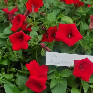 Surfinia Supertunia Vista Strawberry sadzonka