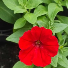 Surfinia Supertunia Vista Strawberry sadzonka - zdjęcie 5