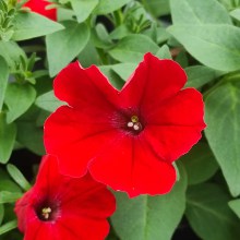Surfinia Supertunia Vista Strawberry sadzonka - zdjęcie 4