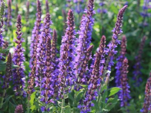 Szałwia omszona (Salvia) Merleau Blue zdjęcie 1