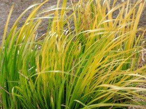 Tatarak krzewiasty żółty (Acorus) Golden Delight zdjęcie 1