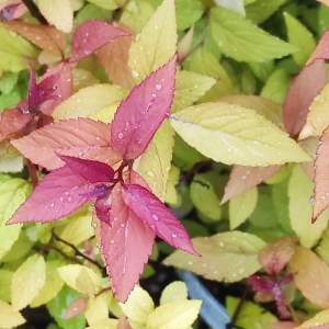 Tawuła japońska (Spirea japonica) Goldflame c2 