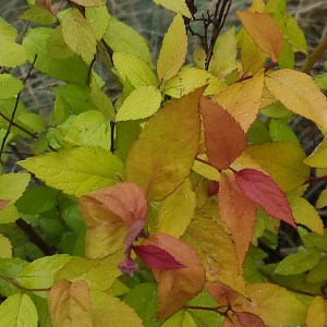 Tawuła japońska (Spirea japonica) Goldflame