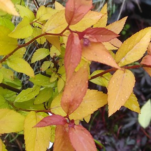 Tawuła japońska (Spirea japonica) Goldflame c2 - liście