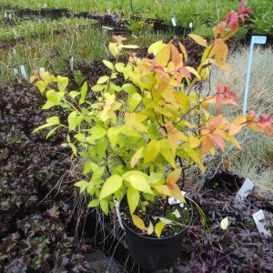 Tawuła japońska (Spirea japonica) Goldflame c2 - sadzonka