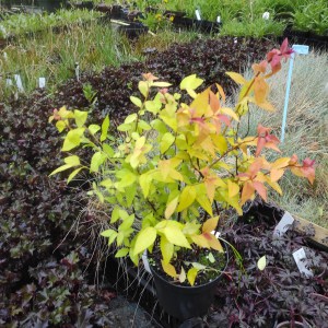 Tawuła japońska (Spirea japonica) Goldflame c2 