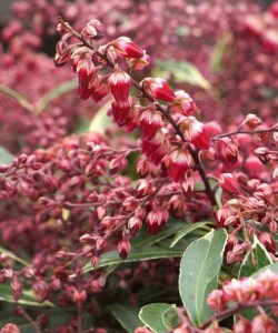 Pieris japoński (Pieris japonica) Polar Passion c2 zdjęcie 5