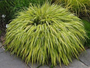 Trawa bambusowa (Hakonechloa) Aureola zdjęcie 1
