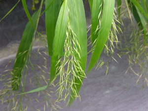 trawa_bambusowa__4c6ee97b85fda.jpg