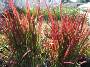 Trawa czerwona (Imperata) Red Baron zdjęcie 1
