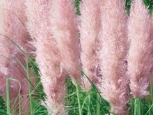 Trawa pampasowa różowa (Cortaderia) trawy ozdobne zdjęcie 1