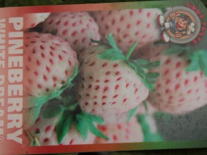 truskawka_ananas_4fa7c4c418d6d.jpg