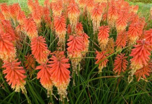 trytoma (Kniphofia) Papaya Popsicle 1