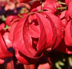 Trzmielina oskrzydlona Macrophyllus c2 zdjęcie 2