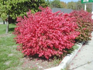 Trzmielina oskrzydlona Macrophyllus c2 zdjęcie 5