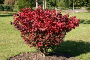 Trzmielina oskrzydlona Macrophyllus c2 zdjęcie 7