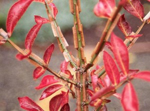 Trzmielina oskrzydlona Macrophyllus c2 zdjęcie 8