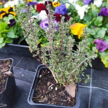 Tymianek (thymus vulgaris) sadzonka