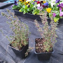 Tymianek (thymus vulgaris) sadzonka
