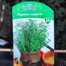Tymianek (thymus vulgaris) sadzonka
