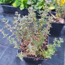 Tymianek (thymus vulgaris) sadzonka