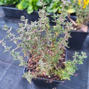 Tymianek (thymus vulgaris) sadzonka