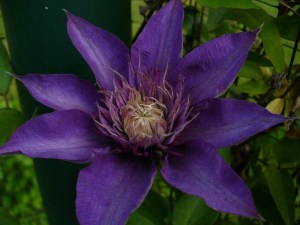Powojnik (Clematis) Multi Blue c2 zdjęcie 6