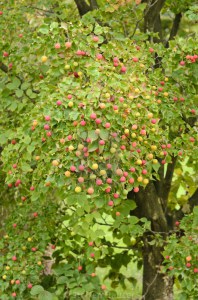 Dereń kousa odm. chińska (Cornus kousa var. chinensis) China Girl zdjęcie 6