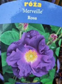Róża krzewiasta (Rosa) Merveille zdjęcie 2