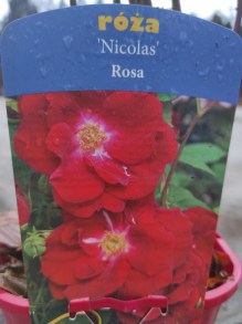 Róża krzewiasta (Rosa) Nicolas zdjęcie 2