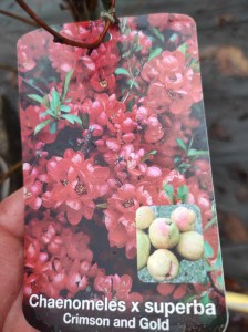 Pigwowiec Chaenomeles Crimson and Gold c2 zdjęcie 2