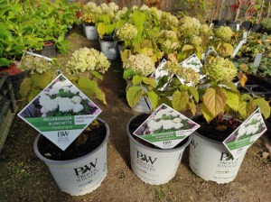 Hortensja drzewiasta (Hydrangea arborescens) Bellaragazza Blanchetta c3 zdjęcie 2